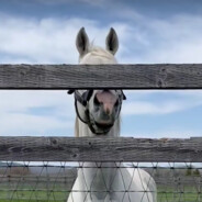 外星怪马黄金船