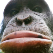 雷霆殿塔主狂野猩