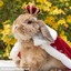 Lord Bunny