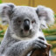 Diagnose Koala