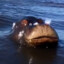 hippos can&#039;t swim, they cannot