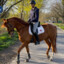 (っ◔◡◔)っ ♥ equestrian