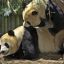 Sexually_Harrassed_Panda_Bear