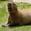 Cachirulitus
