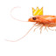 shrimp king