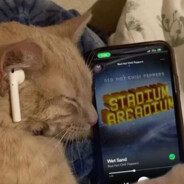 GATO FRAJOLA