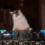 本猫猫是dj