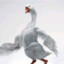 Goose The Swan