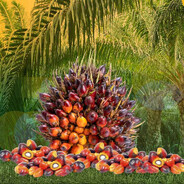 Penanaman Sawit Cigudeg Bogor