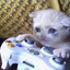 merocat