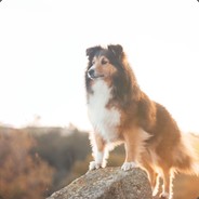 不吃香菜（天津东丽版