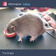rat