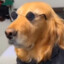 Perro Fachero