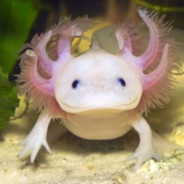 axolotl