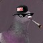 shadesatran