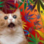 STONERCAT