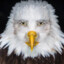 Realistic Humanoid Eagle