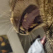 终极洁癖猫性恋