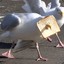 Mentally-challenged Seagull