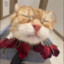 猫シシシ