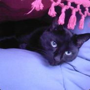 BooyaaBes - steam id 76561197962838676