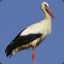 Stork Man
