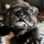 pibbleton