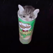 PringleCat