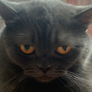 Эй, маленькая thottie