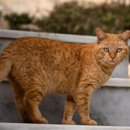 Orange Stray Cat