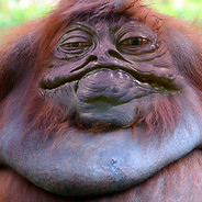 Obese Gorilla