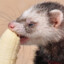 Ferrets ate my Foreskin