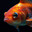 Special Goldfish