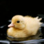 Duckling