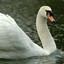 An Aggressive Swan