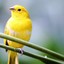 Kanarienvogel