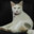 mewo-