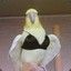 booby birb