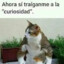 Gato en Definiciión