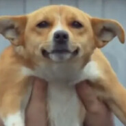 Шакалочеловек