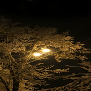 лиза янпопец