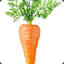 CARROT MAN!