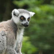 Lemur (HUN)