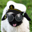 Cpt. Sheep