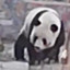 homlesspanda