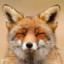 nevidon_fox