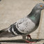 Pigeon with a Vision