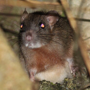 Создатель тильта