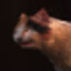 nippon cat
