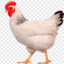 gıtgıteray